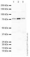 Metadherin antibody, ab45338, Abcam, Western Blot image 