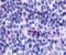 G Protein-Coupled Receptor 65 antibody, GTX70561, GeneTex, Immunohistochemistry paraffin image 