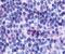 Psychosine receptor antibody, GTX70561, GeneTex, Immunohistochemistry paraffin image 