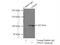 VPS39 Subunit Of HOPS Complex antibody, 16219-1-AP, Proteintech Group, Immunoprecipitation image 