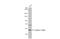 Caspase 1 antibody, GTX101322, GeneTex, Western Blot image 