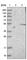 Serine/Threonine Kinase 40 antibody, HPA008026, Atlas Antibodies, Western Blot image 