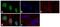 Signal Transducer And Activator Of Transcription 4 antibody, 71-7900, Invitrogen Antibodies, Immunofluorescence image 