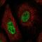 Neurexin IV antibody, HPA011772, Atlas Antibodies, Immunofluorescence image 