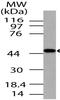 TARBP2 Subunit Of RISC Loading Complex antibody, A01680, Boster Biological Technology, Western Blot image 