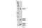 Complexin 1 antibody, 13239S, Cell Signaling Technology, Western Blot image 