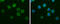AIF1 antibody, GTX632426, GeneTex, Immunocytochemistry image 