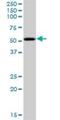 PBX/Knotted 1 Homeobox 2 antibody, H00063876-B01P, Novus Biologicals, Western Blot image 
