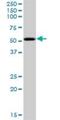 PBX/Knotted 1 Homeobox 2 antibody, H00063876-B01P, Novus Biologicals, Western Blot image 