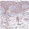 THO Complex 6 antibody, NBP2-31390, Novus Biologicals, Immunohistochemistry paraffin image 