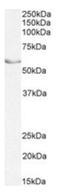 Nuclear Receptor Subfamily 5 Group A Member 2 antibody, NBP2-42513, Novus Biologicals, Western Blot image 