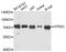 5-Hydroxytryptamine Receptor 2C antibody, STJ113410, St John