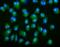 Galectin 2 antibody, A04114-2, Boster Biological Technology, Immunofluorescence image 