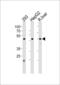 Hepatocyte Nuclear Factor 4 Alpha antibody, 61-500, ProSci, Western Blot image 