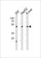 HNF-4-alpha antibody, 61-500, ProSci, Western Blot image 