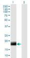  antibody, H00051257-M04, Novus Biologicals, Western Blot image 