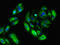 G Protein Subunit Gamma 11 antibody, LS-C396000, Lifespan Biosciences, Immunofluorescence image 