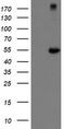 N-chimaerin antibody, LS-C174129, Lifespan Biosciences, Western Blot image 