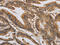 Caspase 10 antibody, CSB-PA907913, Cusabio, Immunohistochemistry paraffin image 