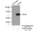 Oxidative Stress Responsive Kinase 1 antibody, 15611-1-AP, Proteintech Group, Immunoprecipitation image 