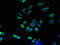 Abhydrolase Domain Containing 3 antibody, LS-C371793, Lifespan Biosciences, Immunofluorescence image 