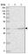 Pyruvate Dehydrogenase E1 Beta Subunit antibody, HPA036744, Atlas Antibodies, Western Blot image 