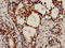 RAD9 Checkpoint Clamp Component A antibody, LS-C675032, Lifespan Biosciences, Immunocytochemistry image 