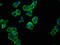 SLAM Family Member 6 antibody, CSB-PA021368LA01HU, Cusabio, Immunofluorescence image 