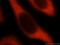 Tubulin Folding Cofactor B antibody, 15782-1-AP, Proteintech Group, Immunofluorescence image 