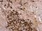 Calbindin 2 antibody, NBP1-32244, Novus Biologicals, Immunohistochemistry paraffin image 