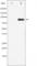 Heat Shock Transcription Factor 1 antibody, abx011733, Abbexa, Western Blot image 