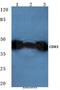 CD83 Molecule antibody, A01777, Boster Biological Technology, Western Blot image 