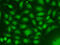 RAD17 Checkpoint Clamp Loader Component antibody, 19-613, ProSci, Immunofluorescence image 