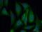 GAL1 antibody, 11858-1-AP, Proteintech Group, Immunofluorescence image 