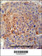 Glycosylphosphatidylinositol Specific Phospholipase D1 antibody, 61-395, ProSci, Immunohistochemistry paraffin image 