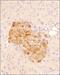 Glucagon Like Peptide 1 Receptor antibody, NBP1-97308, Novus Biologicals, Immunohistochemistry paraffin image 