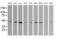 Calreticulin 3 antibody, MA5-26221, Invitrogen Antibodies, Western Blot image 