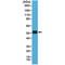 Interferon Regulatory Factor 4 antibody, M00401-1, Boster Biological Technology, Western Blot image 
