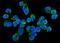 Threonyl-TRNA Synthetase 2, Mitochondrial antibody, A12437, Boster Biological Technology, Immunofluorescence image 