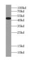 Pleckstrin Homology Domain Containing B1 antibody, FNab06539, FineTest, Western Blot image 