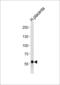 Disabled homolog 2 antibody, 63-732, ProSci, Western Blot image 