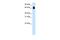 Tripartite Motif Containing 32 antibody, PA5-41535, Invitrogen Antibodies, Western Blot image 