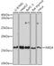 NRG-4 antibody, GTX64845, GeneTex, Western Blot image 