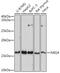 Neuregulin 4 antibody, GTX64845, GeneTex, Western Blot image 