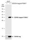 Proteasome Subunit Alpha 7 antibody, NBP1-33539, Novus Biologicals, Western Blot image 