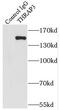 Thyroid Hormone Receptor Associated Protein 3 antibody, FNab08673, FineTest, Immunoprecipitation image 