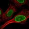 CDC Like Kinase 1 antibody, HPA062405, Atlas Antibodies, Immunofluorescence image 