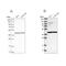 L37mt antibody, PA5-55265, Invitrogen Antibodies, Western Blot image 