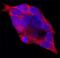 Fatty Acid Binding Protein 6 antibody, AF3880, R&D Systems, Immunofluorescence image 