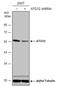 Autophagy Related 12 antibody, NBP2-43753, Novus Biologicals, Western Blot image 